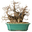 Carpinus coreana, 21 cm, ± 25 jaar oud