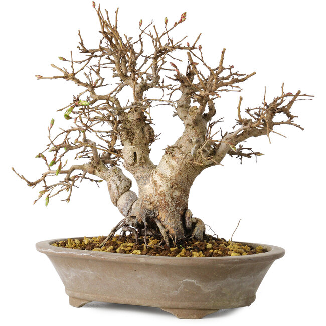 Carpinus coreana, 24 cm, ± 25 ans