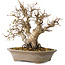Carpinus coreana, 24 cm, ± 25 jaar oud