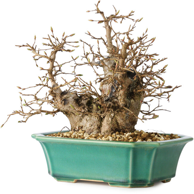 Carpinus coreana, 21 cm, ± 25 años