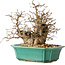 Carpinus coreana, 21 cm, ± 25 jaar oud