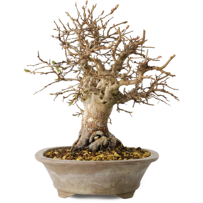 Carpinus coreana, 24 cm, ± 25 ans