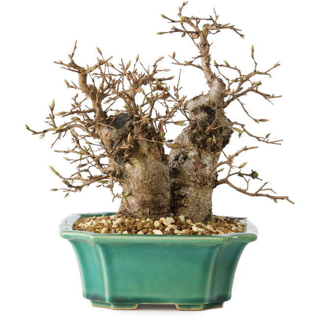 Carpinus coreana, 21 cm, ± 25 ans