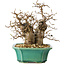 Carpinus coreana, 21 cm, ± 25 jaar oud