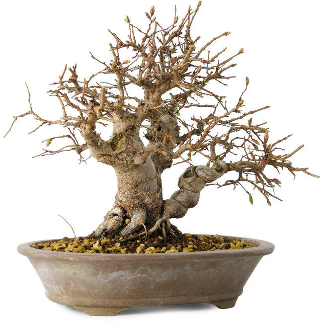 Carpinus coreana, 24 cm, ± 25 jaar oud