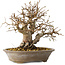 Carpinus coreana, 24 cm, ± 25 jaar oud
