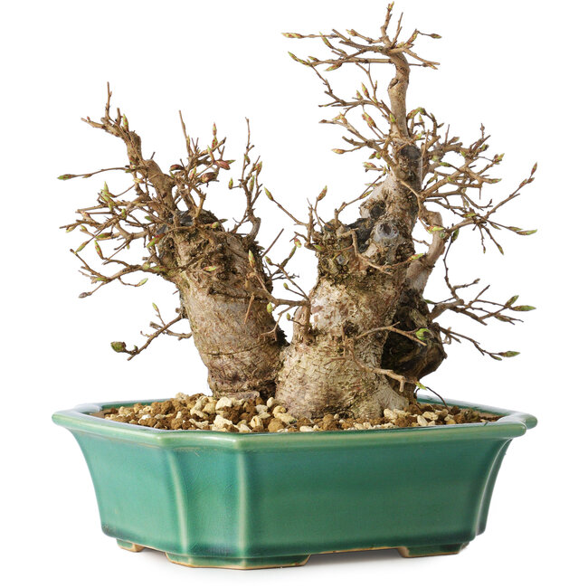 Carpinus coreana, 21 cm, ± 25 years old