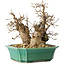 Carpinus coreana, 21 cm, ± 25 jaar oud