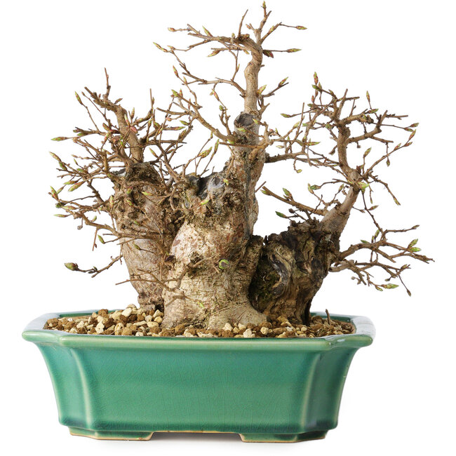 Carpinus coreana, 21 cm, ± 25 años