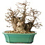 Carpinus coreana, 21 cm, ± 25 jaar oud