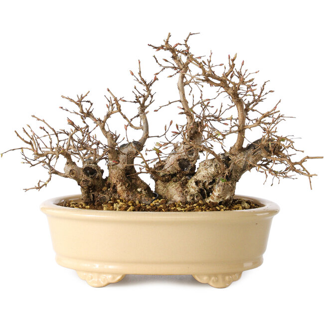 Carpinus coreana, 20 cm, ± 25 jaar oud