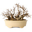 Carpinus coreana, 20 cm, ± 25 jaar oud