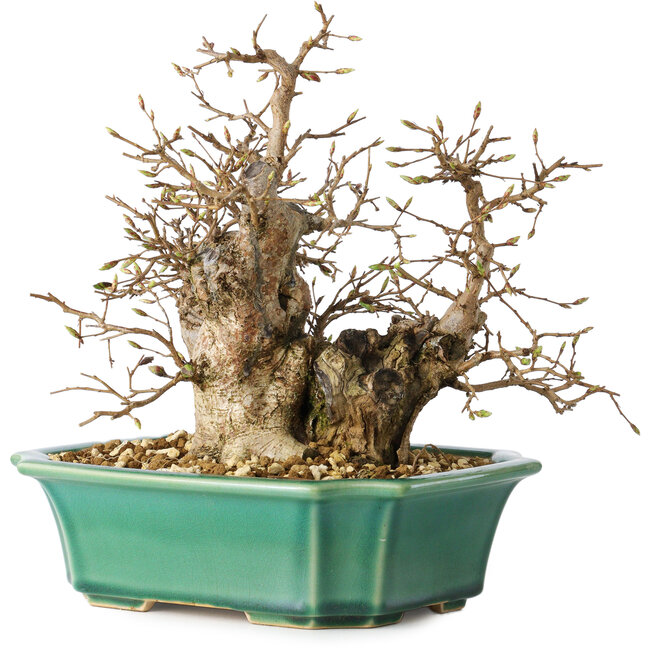 Carpinus coreana, 21 cm, ± 25 jaar oud