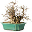 Carpinus coreana, 21 cm, ± 25 jaar oud
