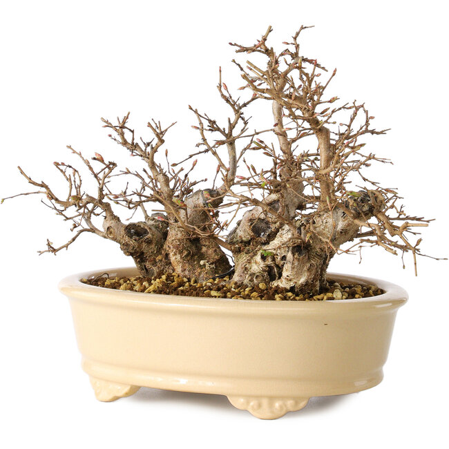 Carpinus coreana, 20 cm, ± 25 años