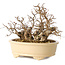 Carpinus coreana, 20 cm, ± 25 jaar oud
