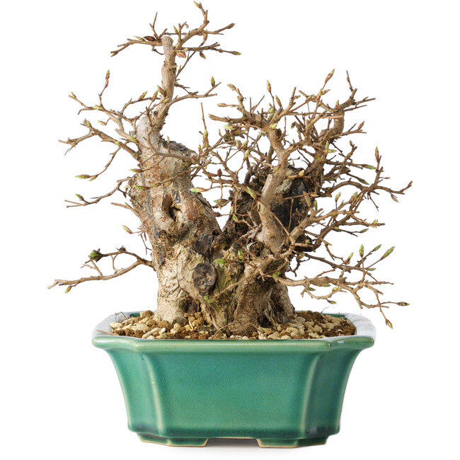 Carpinus coreana, 21 cm, ± 25 years old