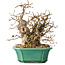 Carpinus coreana, 21 cm, ± 25 jaar oud
