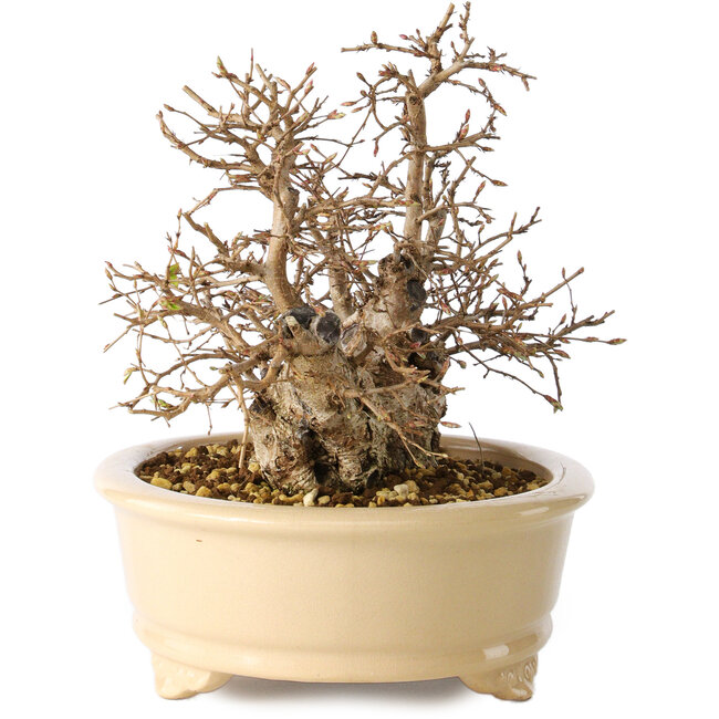 Carpinus coreana, 20 cm, ± 25 Jahre alt