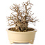 Carpinus coreana, 20 cm, ± 25 jaar oud