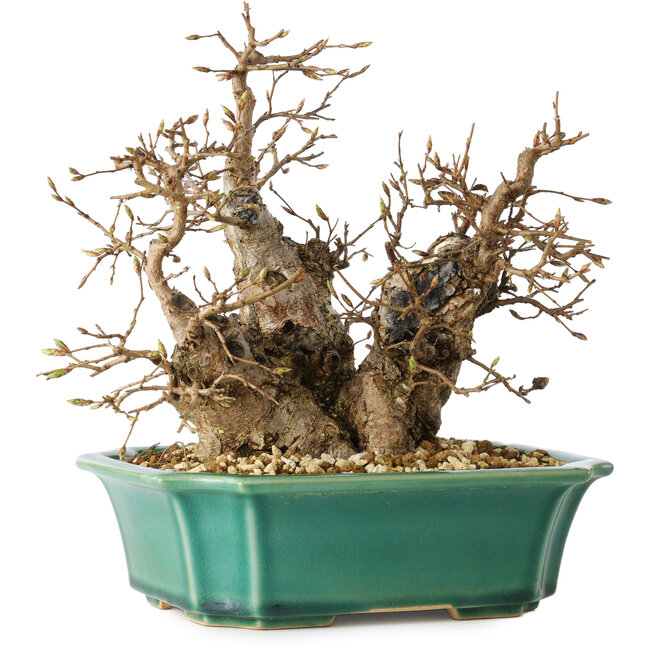 Carpinus coreana, 21 cm, ± 25 Jahre alt