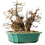 Carpinus coreana, 21 cm, ± 25 jaar oud