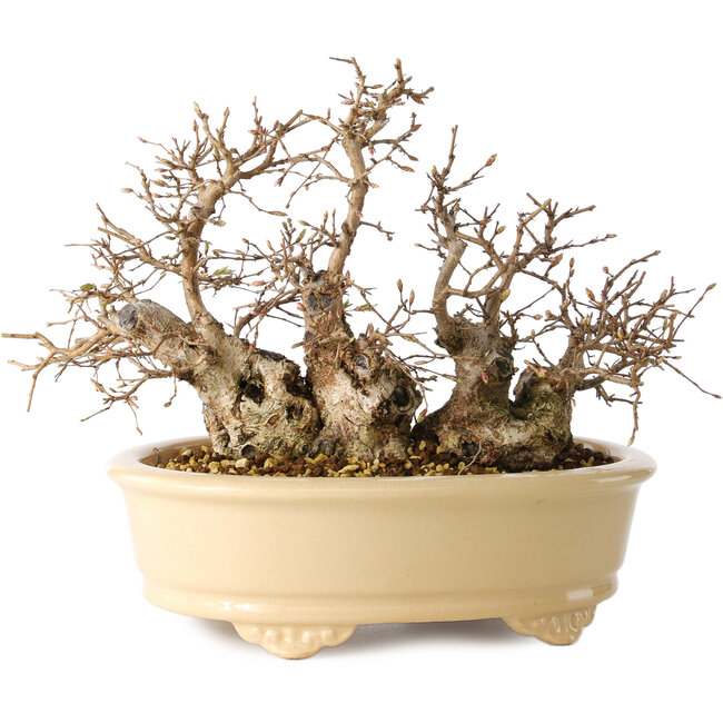 Carpinus coreana, 20 cm, ± 25 years old