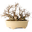 Carpinus coreana, 20 cm, ± 25 jaar oud
