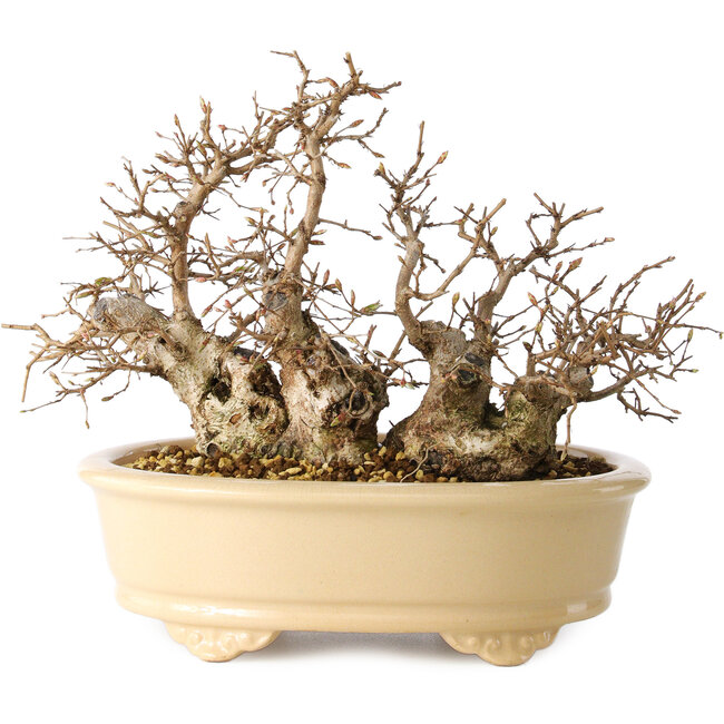 Carpinus coreana, 20 cm, ± 25 anni