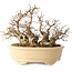 Carpinus coreana, 20 cm, ± 25 jaar oud