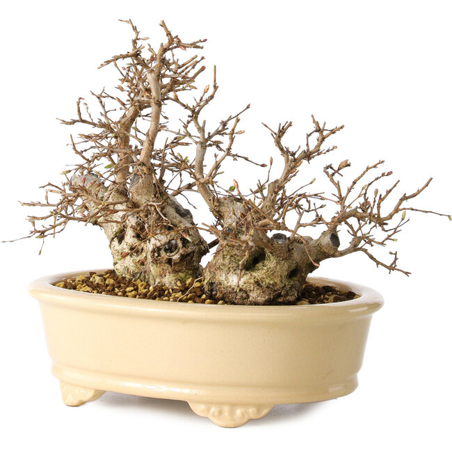 Carpinus coreana, 20 cm, ± 25 años