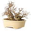 Carpinus coreana, 20 cm, ± 25 jaar oud