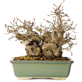 Carpinus coreana, 20 cm, ± 25 jaar oud