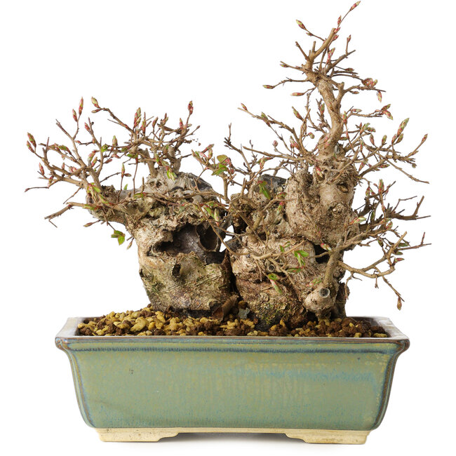 Carpinus coreana, 20 cm, ± 25 jaar oud