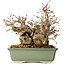 Carpinus coreana, 20 cm, ± 25 jaar oud