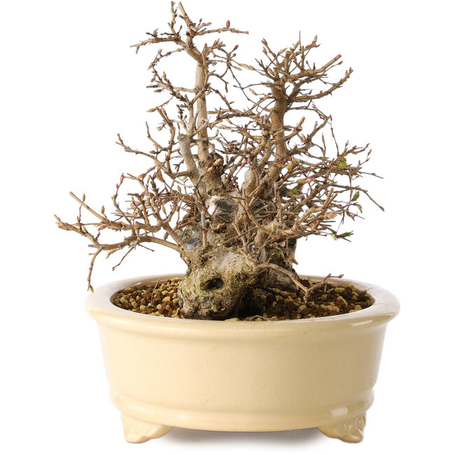 Carpinus coreana, 20 cm, ± 25 años