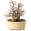 Carpinus coreana, 20 cm, ± 25 jaar oud
