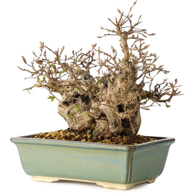 Carpinus coreana, 20 cm, ± 25 años