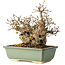 Carpinus coreana, 20 cm, ± 25 jaar oud