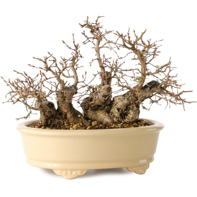 Carpinus coreana, 20 cm, ± 25 años