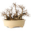 Carpinus coreana, 20 cm, ± 25 jaar oud