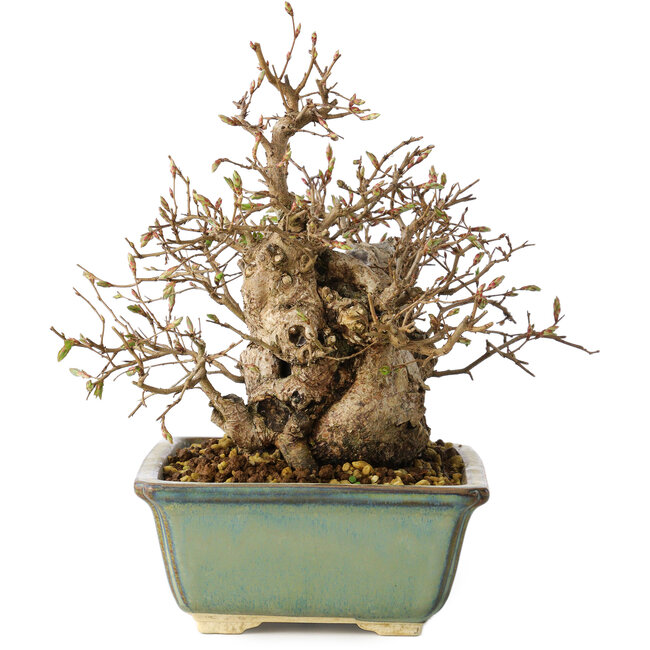 Carpinus coreana, 20 cm, ± 25 anni