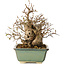 Carpinus coreana, 20 cm, ± 25 jaar oud