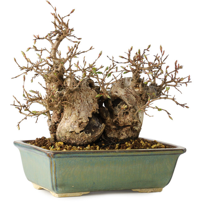 Carpinus coreana, 20 cm, ± 25 anni