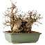 Carpinus coreana, 20 cm, ± 25 jaar oud
