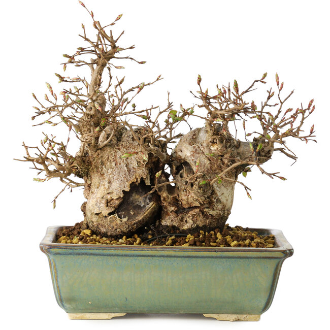 Carpinus coreana, 20 cm, ± 25 años