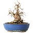 Carpinus coreana, 21 cm, ± 25 jaar oud