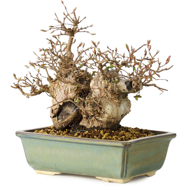 Carpinus coreana, 20 cm, ± 25 jaar oud