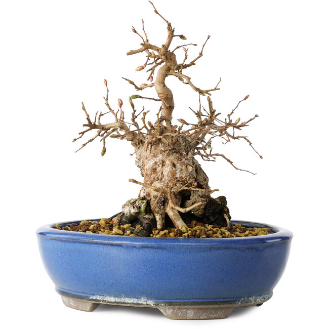 Carpinus coreana, 21 cm, ± 25 años