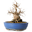 Carpinus coreana, 21 cm, ± 25 jaar oud